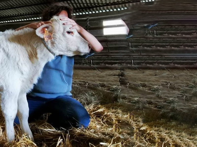 Ostéopathe animalier bovin à Vichy - Frédérique Catteau