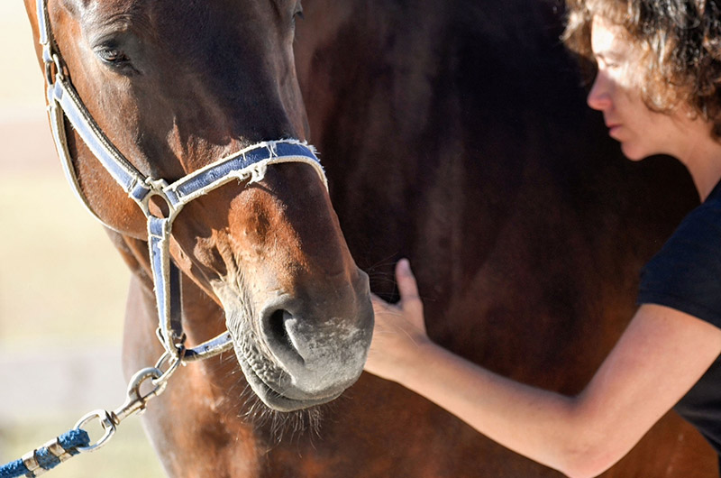 Ostéopathe animalier à Vichy - Frédérique Catteau